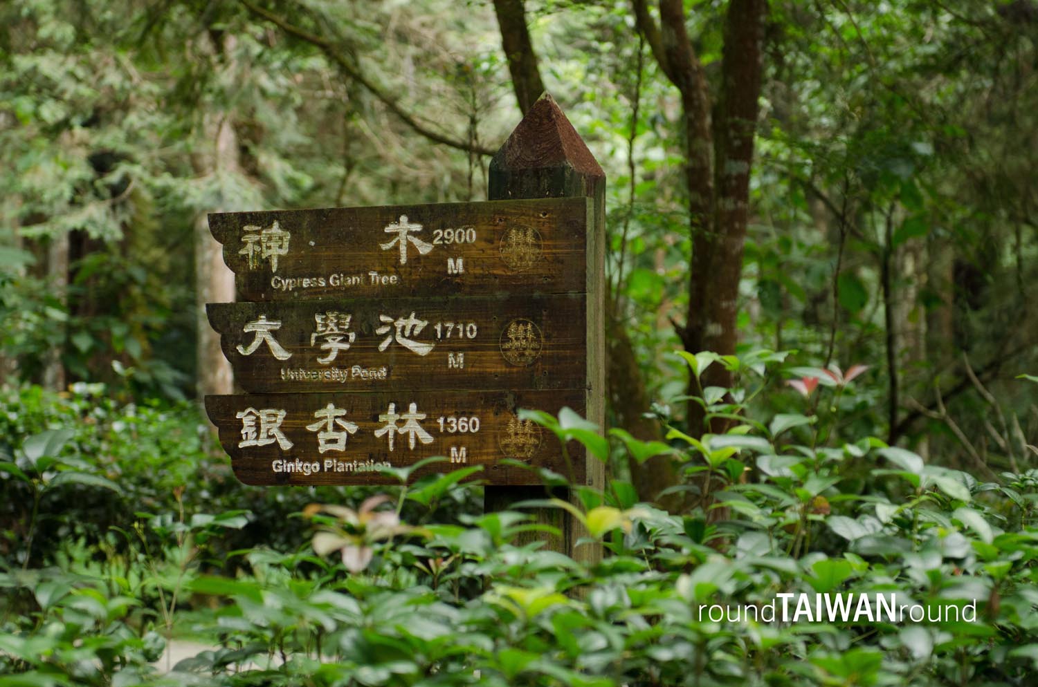Xitou_Nature_Education_Area__________-010.jpg