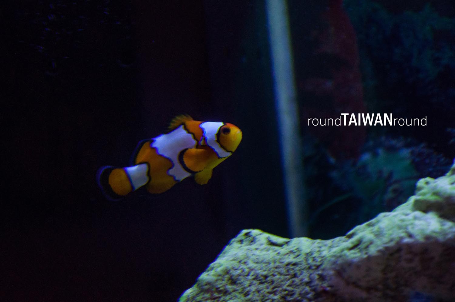 Chenggong_Aquarium_of_Clown_Fish___________-005.jpg