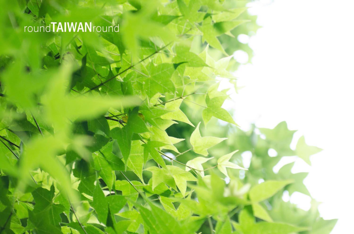 Dongshi Forest Garden