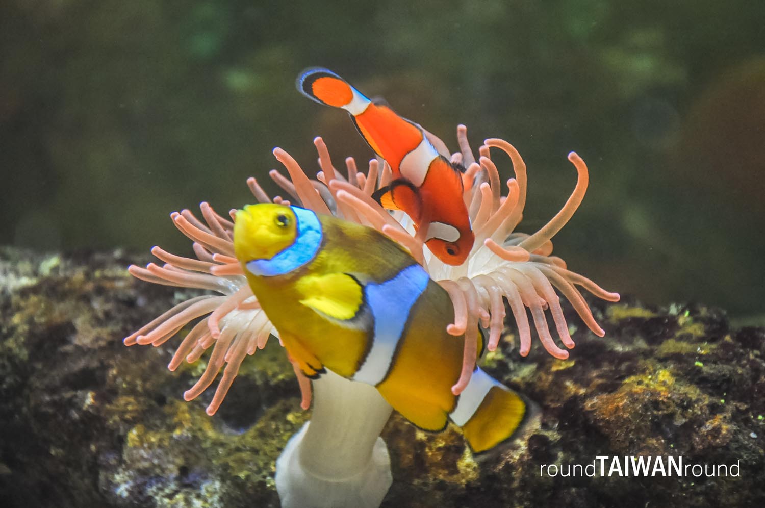 Chenggong Aquarium of Clownfish
