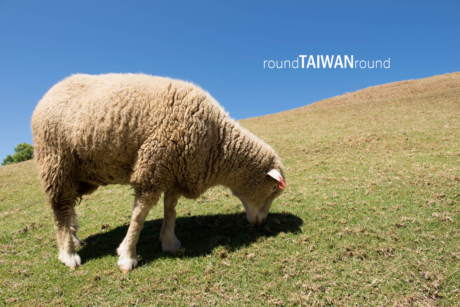 Green Green Grasslands